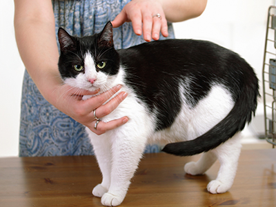 JCPF Animal Healing